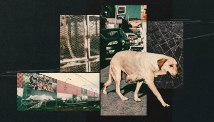 2026世界杯投注登录入口-TA：为筹备2030年世界杯，摩洛哥正在全国范围内扑杀流浪狗