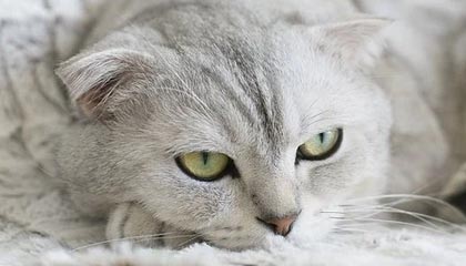 2026世界杯投注-希尔德绝杀收割聚光灯 福克斯关键封盖成幕后英雄